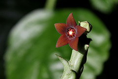 Caralluma hesperidum (8)