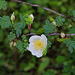 Rosa sericea ssp omeiensis Pteracantha  (2)