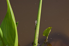 20120612 0590RAw [D] Libellenlarve, Leifkenstadt