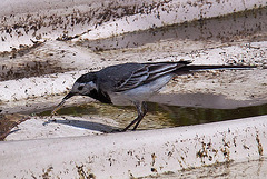 20120612 0589RAw [D~MI] Bachstelze (Motacilla alba), Hille