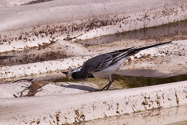 20120612 0588RAw [D~MI] Bachstelze (Motacilla alba), Hille