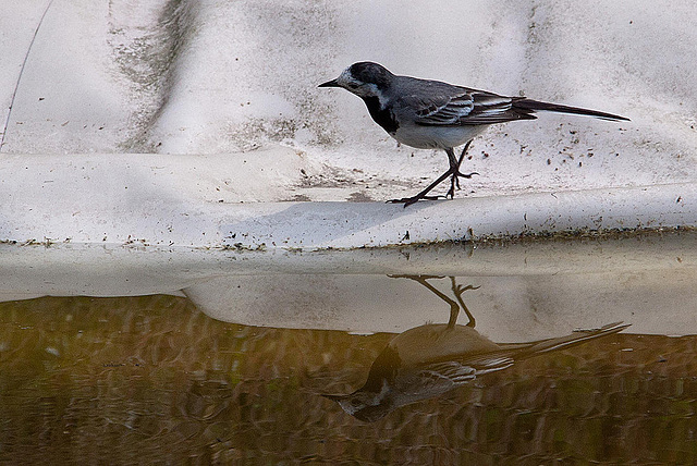 20120612 0587RAw [D~MI] Bachstelze (Motacilla alba), Hille