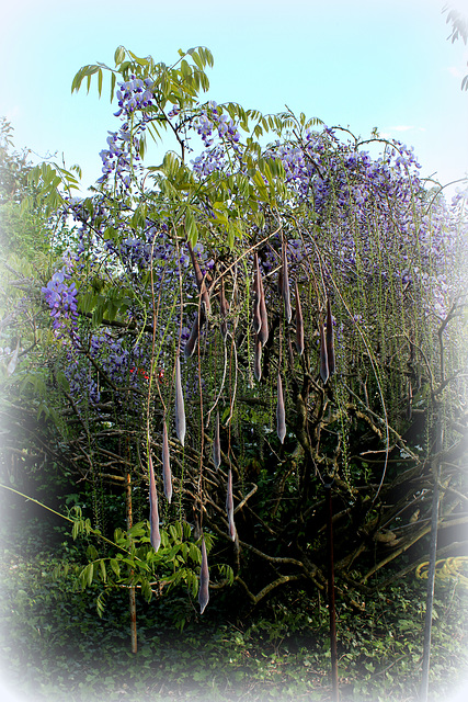 Gousses de glycine