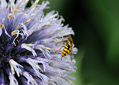 Eisenzeithaus bei Venne - 120802