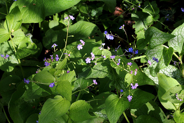 Brunnera