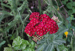 Achillea millefolium