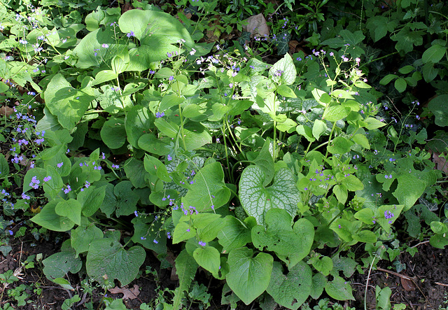 Brunnera (2)