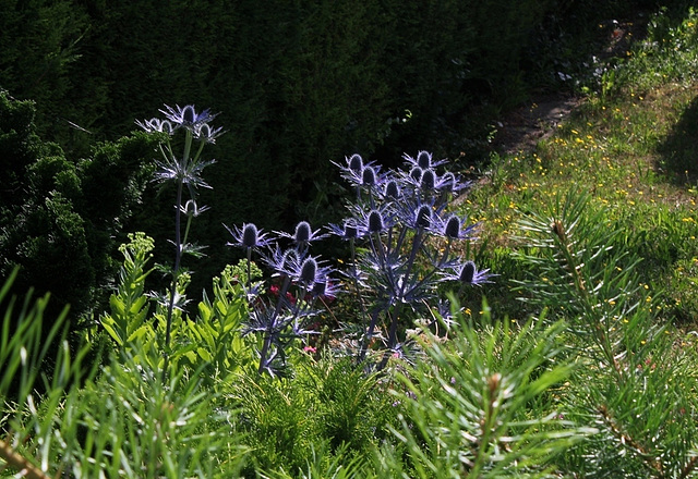 Eryngium