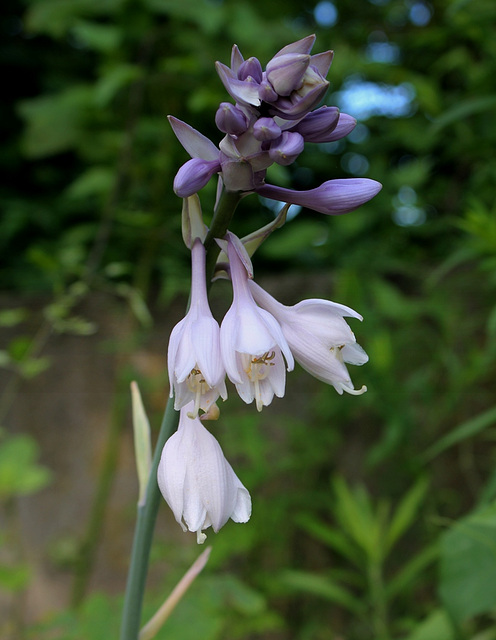 Hosta