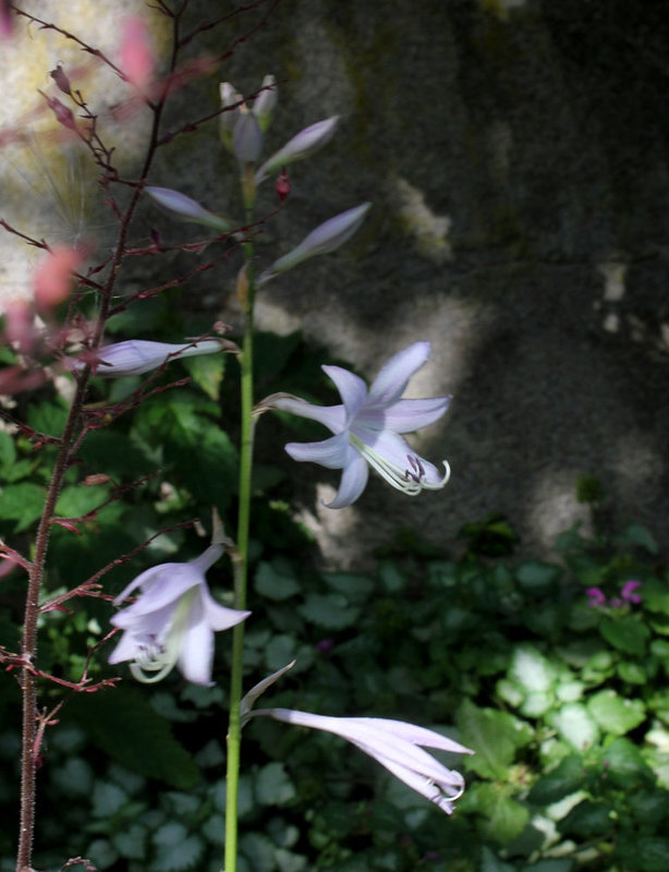 Hosta (4)