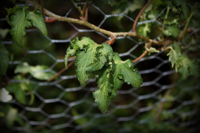 Hedera