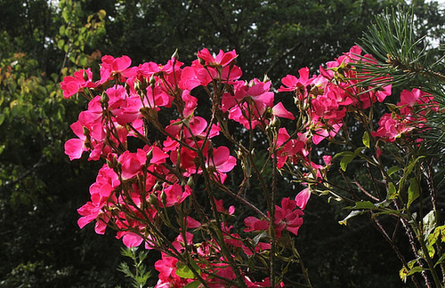 rosier