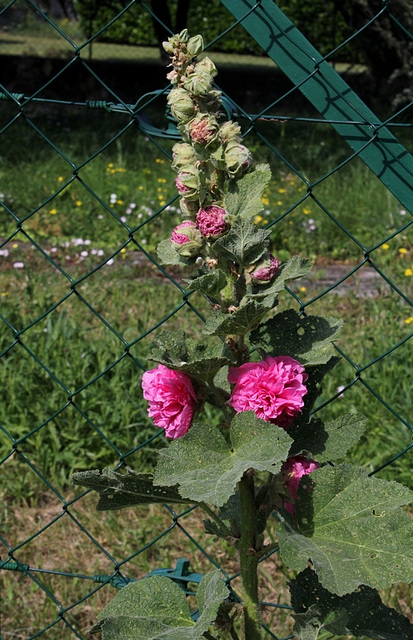 Rose-trémière double