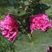 Rose-trémière double (2)