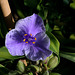 Tradescantia x Andersoniana