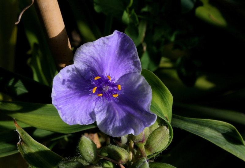 Tradescantia x Andersoniana