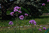 Verbena bonariensis