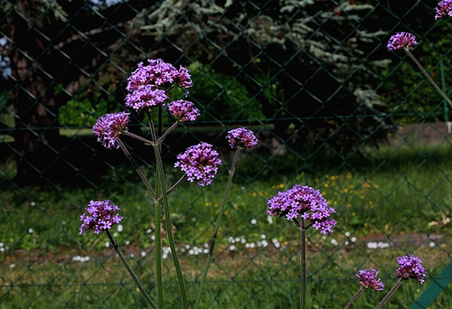 Verbena bonariensis