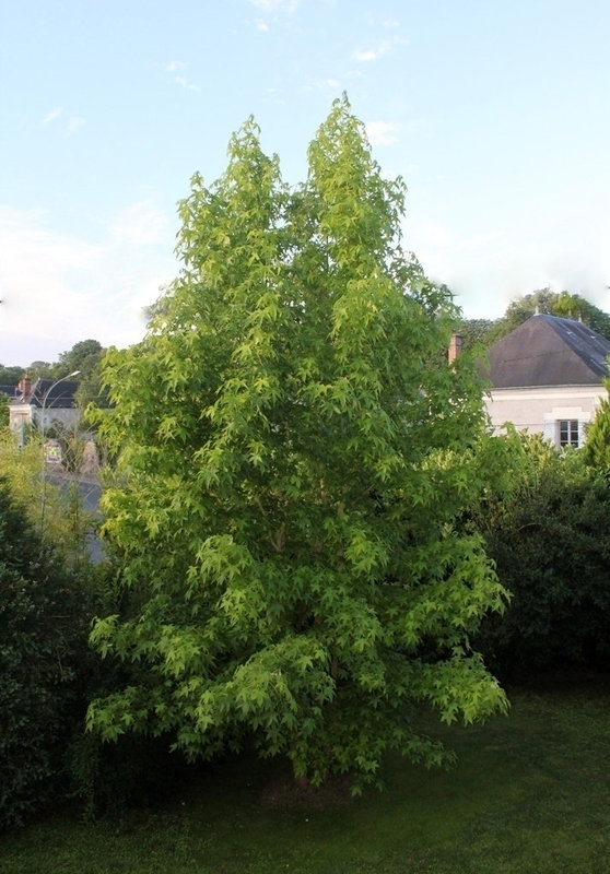Liquidambar (2)