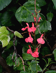 Salvia grahami