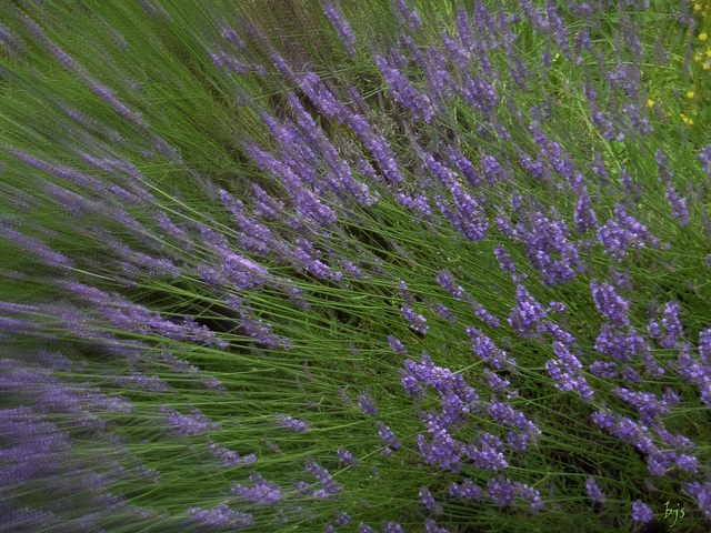 un bout de Provence dans mon jardin