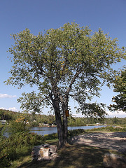 Day use only tree on St Regis river / Arbre de jour sur la rivière St-Regis - 26 août 2012.