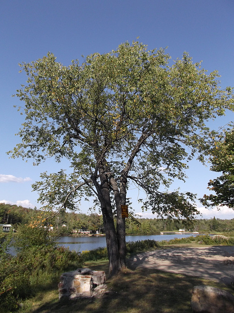 Day use only tree on St Regis river / Arbre de jour sur la rivière St-Regis - 26 août 2012.