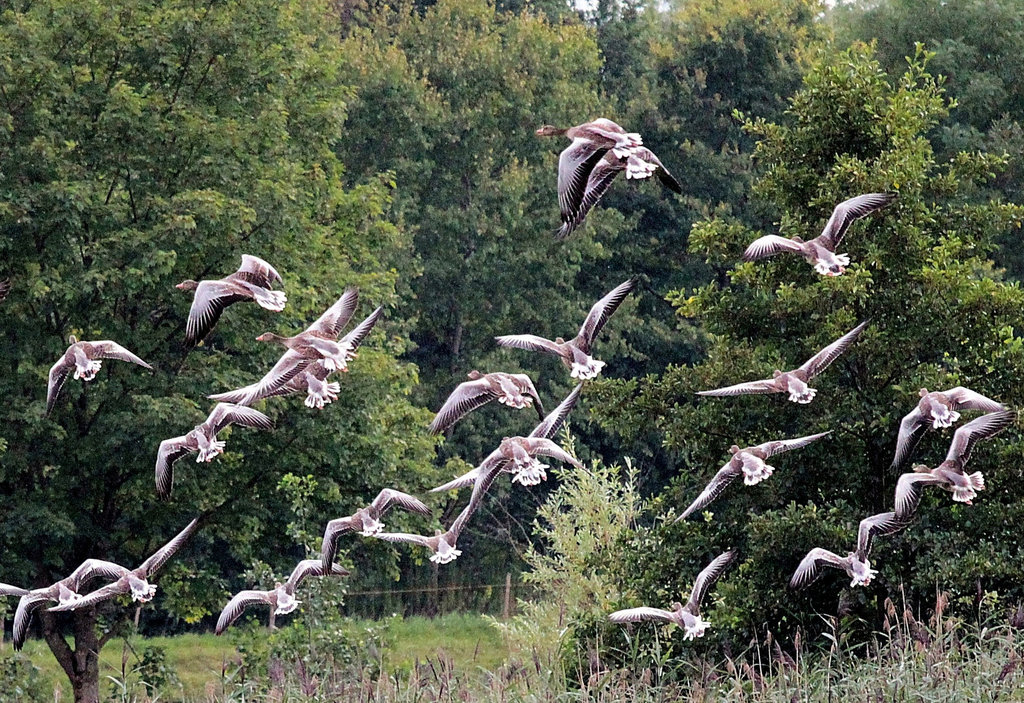 Wildgänse (Graugänse)