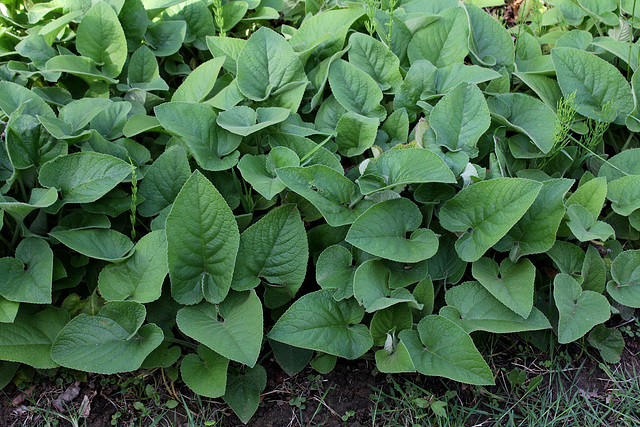 Phlomis russeliana