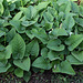 Phlomis russeliana