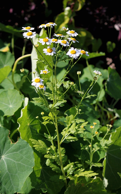 Tanacetum parthenium