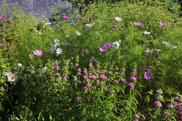 Cosmos et Monardes