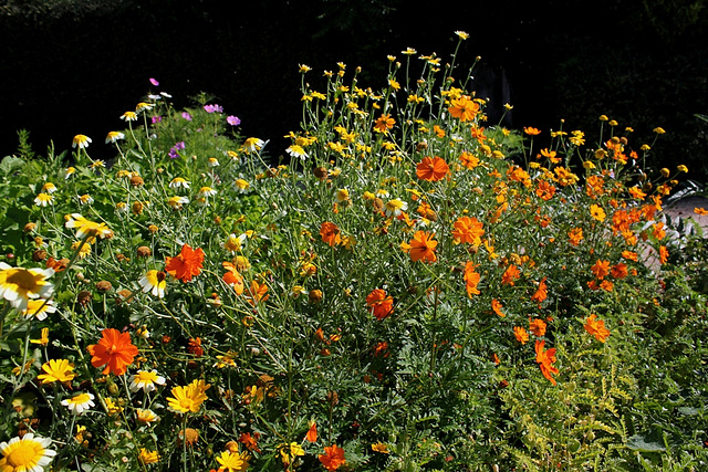 Cosmos sulphureus et Chrysanthemum coronarium