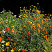 Cosmos sulphureus et Chrysanthemum coronarium