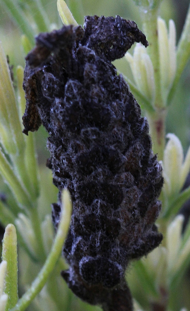 Epis fané de Lavandula stoechas