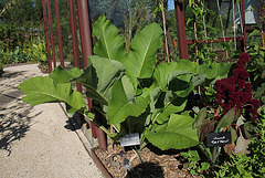 Inula magnifica = afghanica