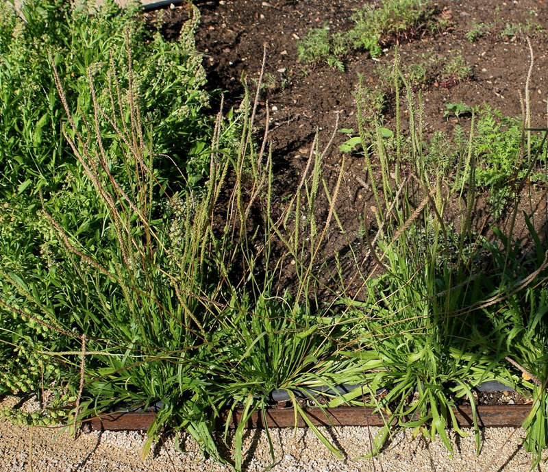 Plantago coronopus- Plantain corne de cerf