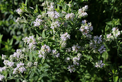 Pycnanthemum pilosum - Menthe des montagnes