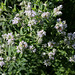 Pycnanthemum pilosum - Menthe des montagnes