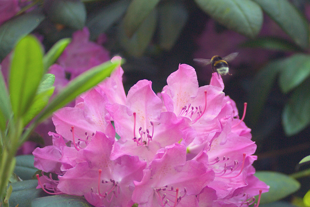 Rhododendron