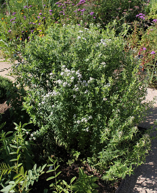 Pycnanthemum pilosum - Menthe des montagnes