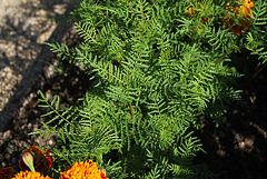 Tagetes tenuifolia pumila