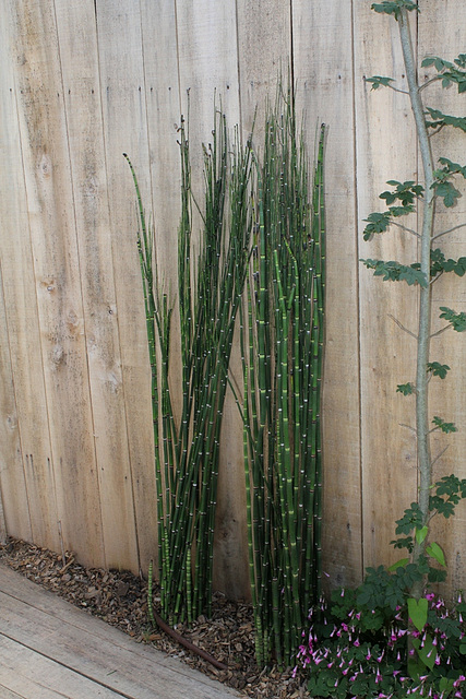Jardin 17 Emeraude - Equisetum