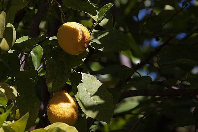 20120513 9635RAw [E] Orangenbaum (Citrus x aurantium), Herguijuela, Extremadura