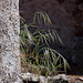 20120513 9637RAw [E] Gras, Herguijuela, Extremadura