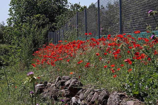 20120513 9640RAw [E] Mohn Herguijuela