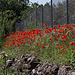 20120513 9640RAw [E] Mohn Herguijuela