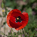 20120513 9641RAw [E] Mohn Herguijuela