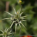 20120513 9643RAw [E] Distel Herguijuela