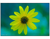 Yellow flower with bokeh